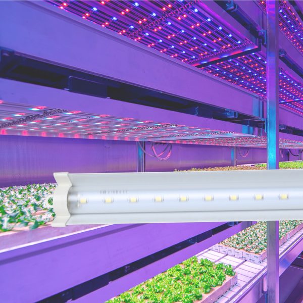 Đèn LED chuyên dụng trồng rau rạng đông LED TRR 12025W-100% BLUE